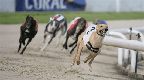 greyhound racing betting tips - timeform grayhound